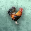 柿播